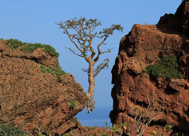 Frankincense tree, above Rosh Socotra, Yemen. Photo by Valerian Guillot, CC license