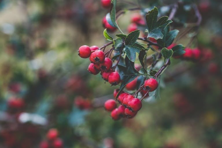 Detailed view of red hawthorn berries with green leaves. Perfect for nature themes.